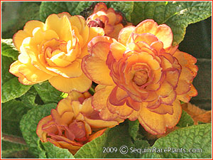 Primula 'Belarina Rosette Nectarine'