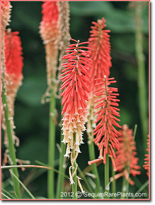 Kniphofia 'Parmentier'