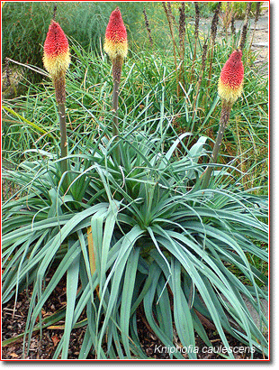 Kniphofia caulescens