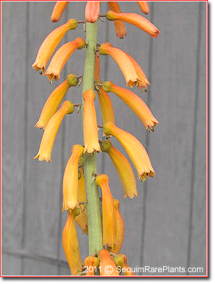Kniphofia thomsonii subsp. thomsonii