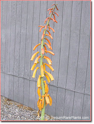 the tall, leaning flowerspike of Kniphofia thomsonii ssp. thomsonii