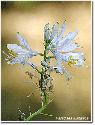 white spires of Paradisea lusitanica