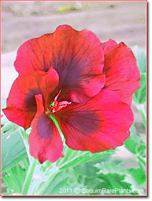 Pelargonium 'Dapper Burgundy'