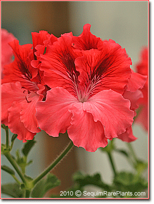 Pelargonium 'Edith North'