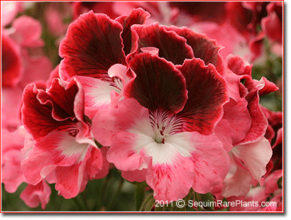 Pelargonium 'Elsie Hickman'