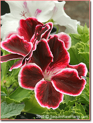 Pelargonium 'Pompeii'