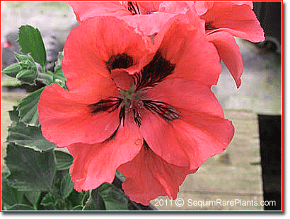 Pelargonium 'Salmon Splendor'