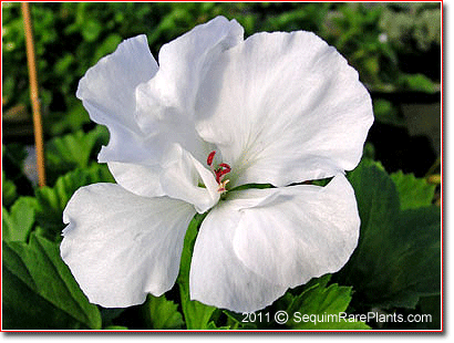 Pelargonium 'White Champion'