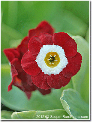 Primula auricula 'American Beauty'