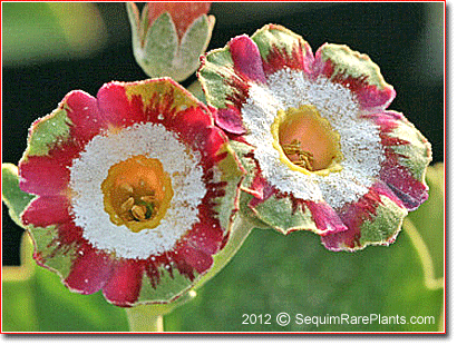 Primula auricula 'Astolat'