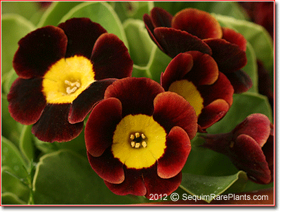 Primula auricula 'Brown Bess'