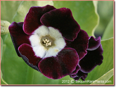 Primula 'Gordon Douglas'