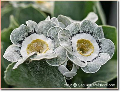 Primula auricula 'Haysome'