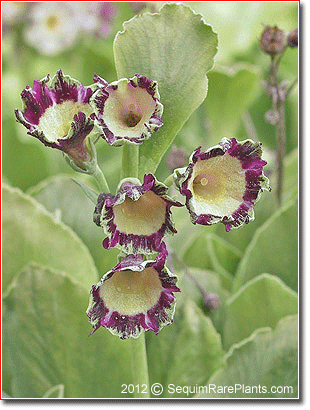 Primula auricula 'Osbourne Green'