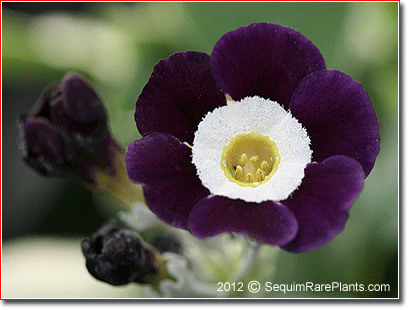 Primula auricula 'Remus'