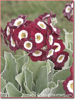 Primula auricula 'Trudy'