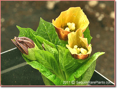 flowers of Scopolia carniolica