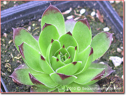 Sempervivum 'Braunii'