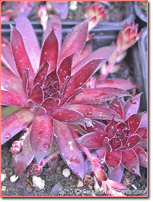 Sempervivum 'Bronco'