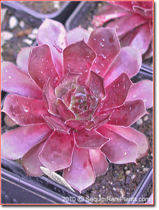 Sempervivum 'Carnival'