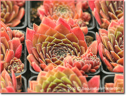 Sempervivum 'Direktor Jacobs'