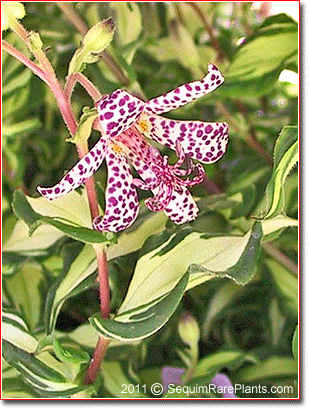 Tricyrtis 'Imperial Banner'