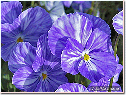 Viola 'Columbine'