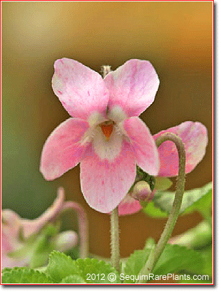 candy pink flower of Viola odorata 'Lydia Groves'