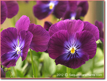Viola 'Merlin'