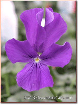Viola 'Purple Showers'