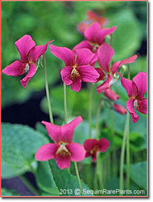 Viola odorata 'Reid's Crimson Carpet'