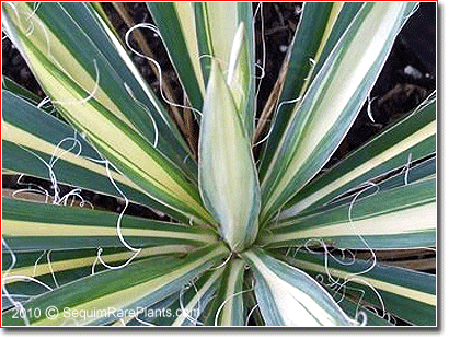 Yucca filamentosa 'Garland Gold'