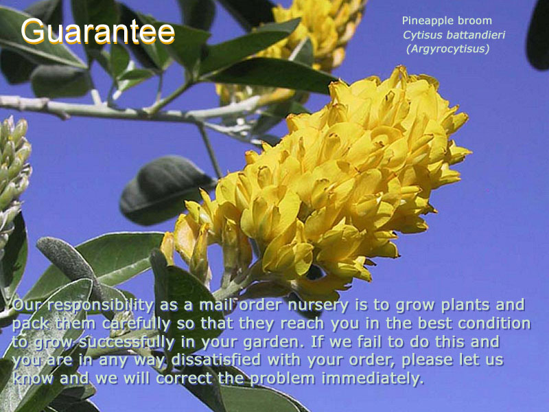 Se Rare Plants Home Our Responsibility As A Mail Order Nursery Is To Grow Plants And Pack Them Carefully So
