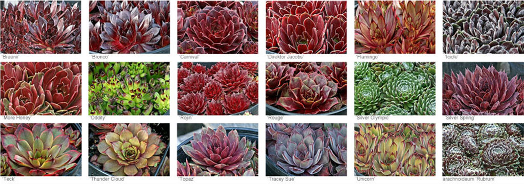 Sempervivum - hens and chicks