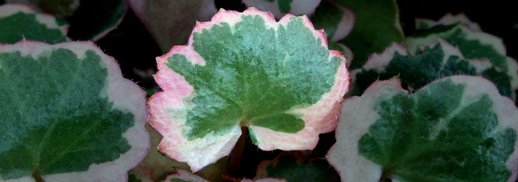 Saxifraga stolonifera